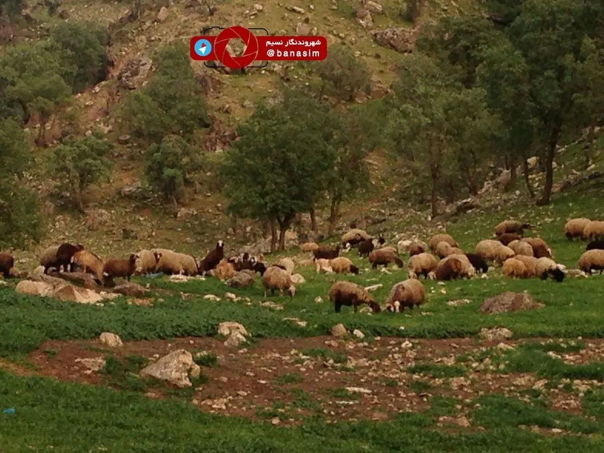حال و هوای بهار در پل دختر استان لرستان