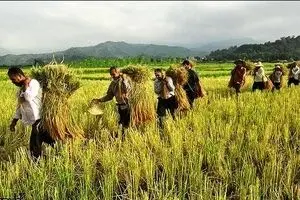بانک کشاورزی اسناد مالکیت مزرعه را به عنوان وثیقه از کشاورز قبول نمی‌کند!