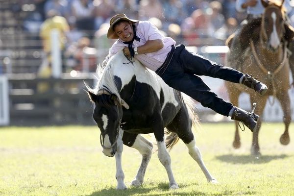 گزارش تصویری:: مسابقات سوارکاری با اسب‌های وحشی در اروگوئه