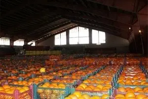 قیمت سیب و پرتقال امسال به نصف پارسال  رسید