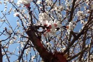 حال و هوای بهار در شهر تهران