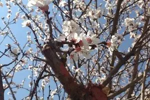 حال و هوای بهار در شهر تهران