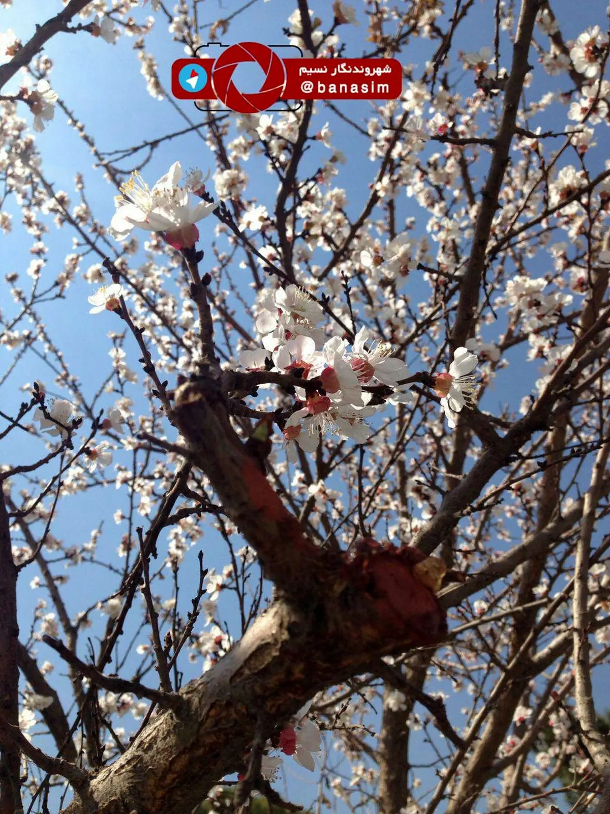 حال و هوای بهار در شهر تهران