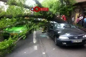 قطع درخت و افتادن آن روی اتومبیل ها