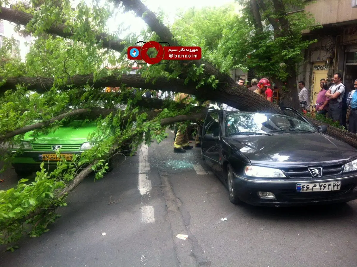 قطع درخت و افتادن آن روی اتومبیل ها