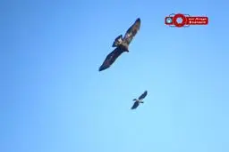 تعقیب و گریز عقاب و کلاغ