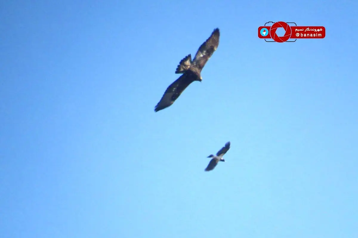 تعقیب و گریز عقاب و کلاغ