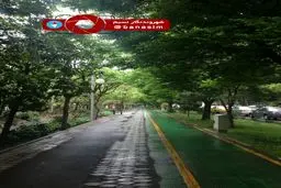 طبیعت بهاری در یک روز بارانی