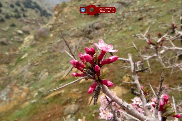 شکوفه ها و گل های بهاری در دامنه کوه
