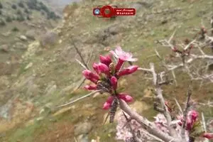 شکوفه ها و گل های بهاری در دامنه کوه