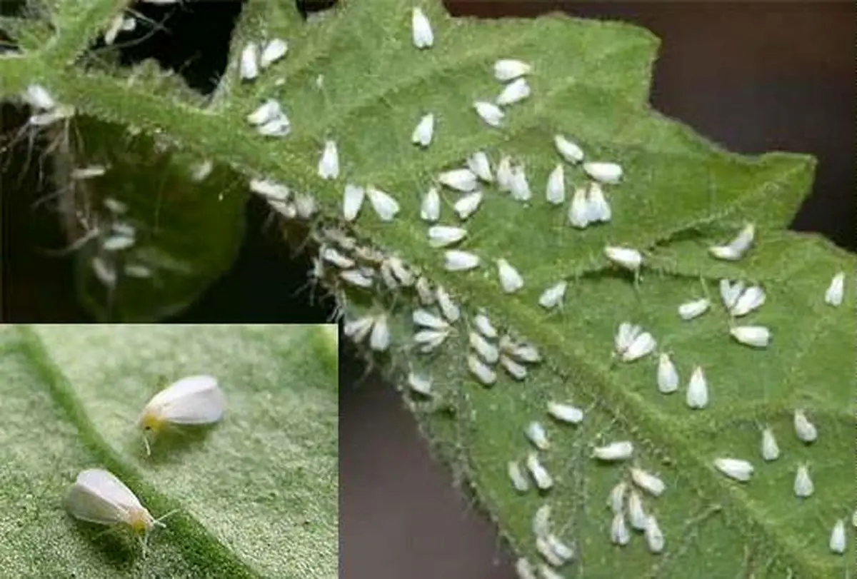 مهمانان ناخوانده شهر دوباره بازگشته‌اند