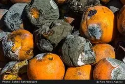 میوه‌های ذخیره شده برای نوروز ۹۵ فاسد شد + عکس