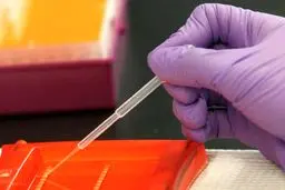 اجباری شدن آزمایش DNA برای تمام شهروندان کویتی