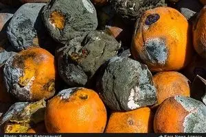 مشکل فاسد شدن پرتقال‌ها از تنظیم بازار نبود، مردم پول نداشتند پرتقال بخرند!