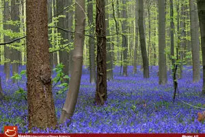 بانک جهانی اعلام کرد که وسعت جنگل‌های ایران بیشتر شده و پوشش جنگلی ایران در ۱۵ سال گذشته با رشد متوسط سالانه حدود ۱ درصدی مواجه است