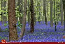 بانک جهانی اعلام کرد که وسعت جنگل‌های ایران بیشتر شده و پوشش جنگلی ایران در ۱۵ سال گذشته با رشد متوسط سالانه حدود ۱ درصدی مواجه است