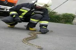 مسئول ایستگاه شماره دو آتش نشانی شهر دوگنبدان از صید ماری به طول ۲ متر در اتاق خواب یک منزل مسکونی در مرکز این شهرستان خبر داد/ ایرنا