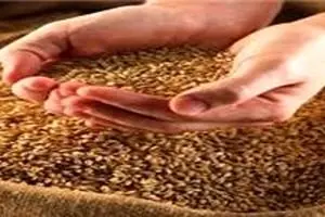 عرضه جو و ذرت دامی از طریق بورس کالا انجام می‌شود