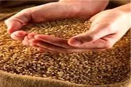 عرضه جو و ذرت دامی از طریق بورس کالا انجام می‌شود