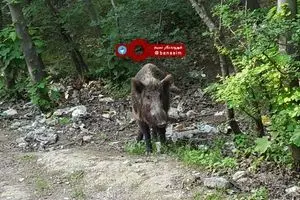 گراز وحشی در حال خوردن زباله های انسانی در جنگل های گلستان