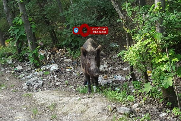 گراز وحشی در حال خوردن زباله های انسانی در جنگل های گلستان