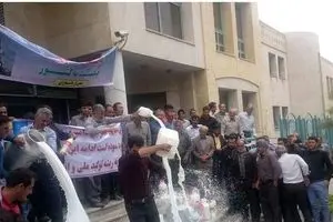 اعتراض دامداران به دلیل واردات بیش از حد است/ در ۳۰ روز گذشته ۱۳۰۰۰ تن شیرخشک وارد کشور شد