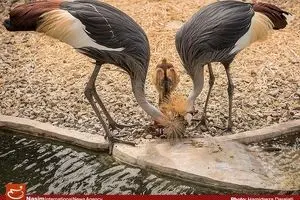 تولد درنای تاجدار خاکستری در باغ پرندگان