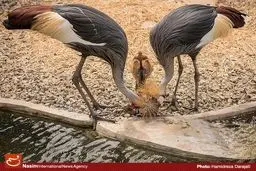 تولد درنای تاجدار خاکستری در باغ پرندگان