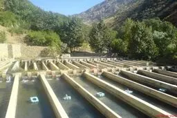 اجرای طرح ۳۰۰۰ تنی پرورش ماهی با تسهیلات ۶۹۰ میلیاردی