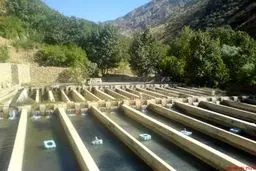 اجرای طرح ۳۰۰۰ تنی پرورش ماهی با تسهیلات ۶۹۰ میلیاردی