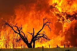 بازار گل امام رضا (ع) طعمه حریق شد/ ۲۵ غرفه در آتش سوختند