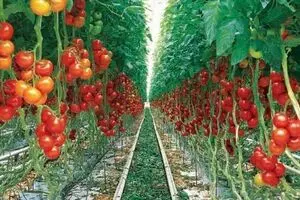 صدور مجوز برای ۵ آزمایشگاه خصوصی برای بررسی محصولات تراریخته