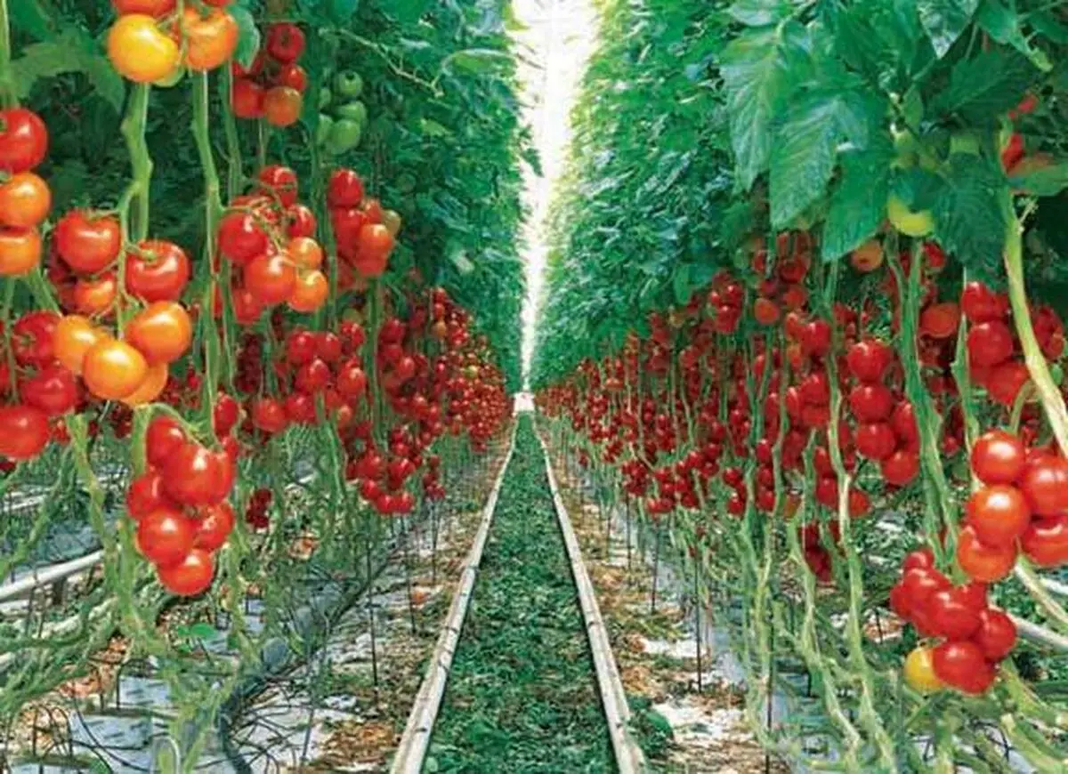 صدور مجوز برای ۵ آزمایشگاه خصوصی برای بررسی محصولات تراریخته