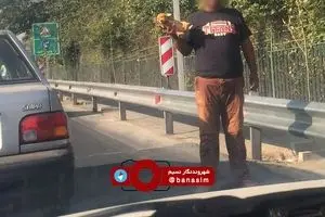 عکس خبری :: فروش سگ خانگی در حاشیه یکی از اتوبان‌های تهران