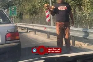 عکس خبری :: فروش سگ خانگی در حاشیه یکی از اتوبان‌های تهران