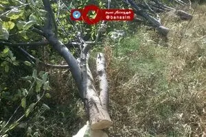 عکس خبری :: قطع ۸۰۰۰ اصله درخت سیب ۲۰ ساله در مشگین شهر با حکم دادگاه تجدید نظر  استان اردبیل