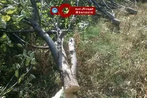 عکس خبری :: قطع ۸۰۰۰ اصله درخت سیب ۲۰ ساله در مشگین شهر با حکم دادگاه تجدید نظر  استان اردبیل