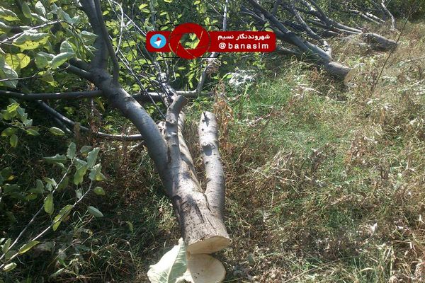 عکس خبری :: قطع ۸۰۰۰ اصله درخت سیب ۲۰ ساله در مشگین شهر با حکم دادگاه تجدید نظر  استان اردبیل