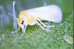 آغاز مبارزه فیزیکی با ﻣﮕﺲ‌ﻫﺎی ﺳﻔﯿﺪ ﭘﺎیتخت