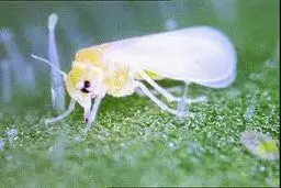 آغاز مبارزه فیزیکی با ﻣﮕﺲ‌ﻫﺎی ﺳﻔﯿﺪ ﭘﺎیتخت