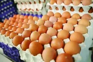 دلیل گرانی تخم مرغ در روزهای اخیر/ کاهش ۴۰ درصدی صادرات تخم مرغ