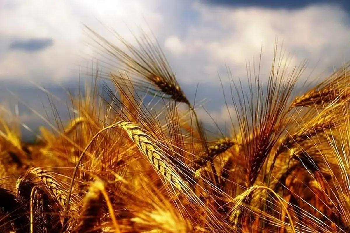 خرید تضمینی گندم از مرز ۱۰.۷ میلیون تن فراتر رفت