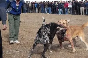 معرفی ۱۸۷ عامل حیوان‌آزاری و خریدوفروش جانوران وحش به دستگاه قضا