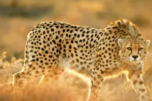 رونمایی از اتوبوس تیم ملی فوتبال ایران با طرح یوز