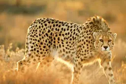 رونمایی از اتوبوس تیم ملی فوتبال ایران با طرح یوز