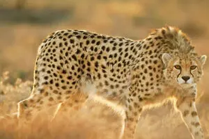 رونمایی از اتوبوس تیم ملی فوتبال ایران با طرح یوز