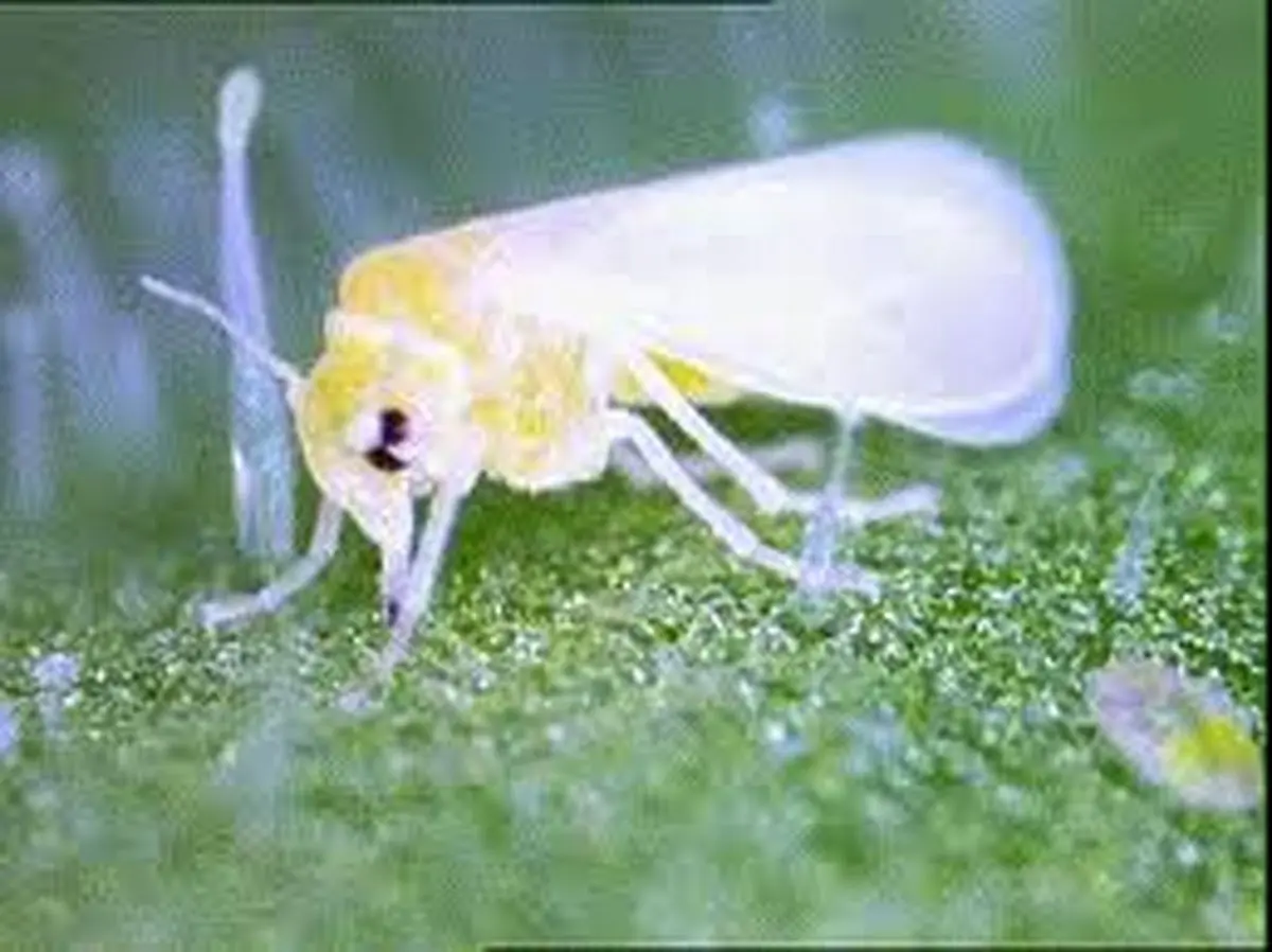 نابودی عسلک‌های پایتخت ۳ تا ۵ سال زمان نیاز دارد/ روش‌های نمایشی تأثیرگذار نیست