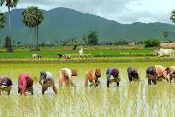 عصبانیت ۵ تولیدکننده برنج از اظهارات تنظیم بازاریِ نوبخت!