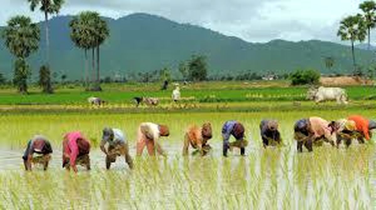 عصبانیت ۵ تولیدکننده برنج از اظهارات تنظیم بازاریِ نوبخت!