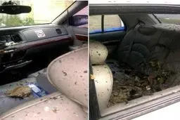 پلیس کانادا یک جوان را با شلیک گلوله به قتل رساند